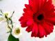  flower62
