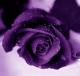   ikram_s