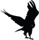   black falcon