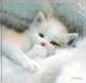   nour al imene