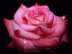   oceon'sflower