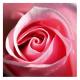   yousra_pink_rose