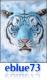   eblue73