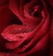   red rose 13