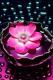   2013 rose