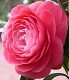   Camellia iɞ